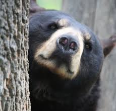 You may have to register before you can post: Kentucky Afield Outdoors Answering Leftover Questions From Fall Hunting Call In Show Kentucky Living