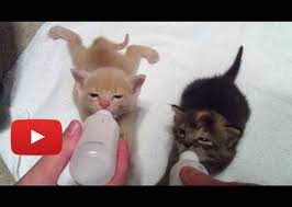 And after this video was taken i rubbed him with kleenex to see if he needed to pee. 4 Week Old Kittens Bottle Feeding Love Meow