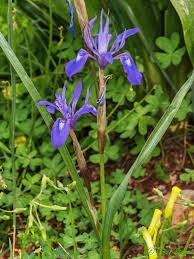 Image result for Moraea niassensis