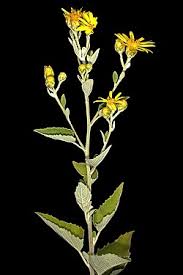 Image result for Anisopappus kirkii