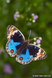 Flmnh Butterfly Rainforest Image Gallery Search Results Beautiful Butterflies Butterfly Butterfly Flowers