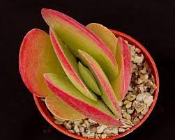 Check spelling or type a new query. Kalanchoe Thyrsiflora Bronze Sculpture Surreal Succulents Succulents Planting Succulents Paddle Plant