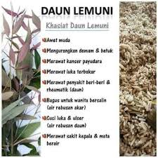 Wahai para ulama, maukah kalian memikul tanggung jawab yang mulia ini? Jom Masak Khasiat Daun Lemuni Lemuni Unggu Lemuni Facebook