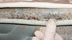 Everyone Asks How Do I Know If There Are Bedbugs In My Hotel Room