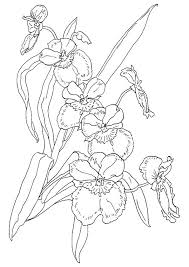 Orchids represent the largest family of flowering plants with more than 25000 species and more than . Orchid Coloring Pages Dibujo Para Imprimir Dibujo Para Imprimir