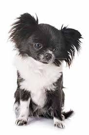 A few of the fur shades are less common than others, including pure white, solid black, lilac and brindle. Chihuahua Langhaar Warum Ihn So Viele Lieben