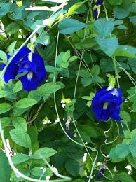 We carry the following annuals: Pin On In My Yard