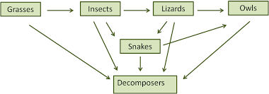 Food Chains Food Webs And Energy Pyramids Texas Gateway