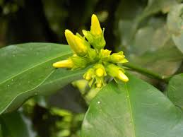 Image result for Picralima nitida