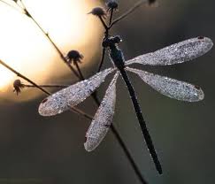 Black And Yellow Dragonfly With Long Tail Dragonfly With Sparkly Wings Macro Photography Dragonfly Beautiful Bugs