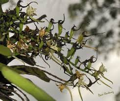 Image result for Cyrtorchis praetermissa