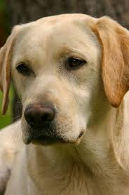yellow labrador labrador perrosbonitos perrosgrandes perroslabradores yellow labrador retriever art yellow labrador retriever labrador