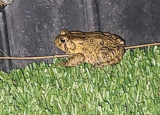 What does it mean when a toad appears in or around your home?