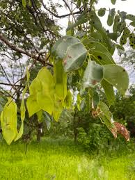 Image result for Xeroderris stuhlmannii