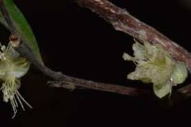 Image result for Aphloiaceae