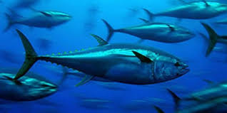 Check spelling or type a new query. 7 Jenis Jenis Ikan Laut Ekonomis Penting Di Indonesia Jarang Diketahui Merdeka Com