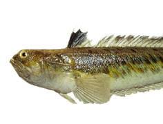 The diminutive spirit, maybe only a few feet tall. Petermaennchen