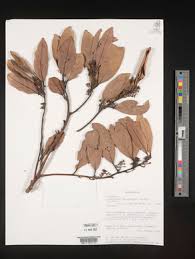 Image result for Cryptocarya transvaalensis