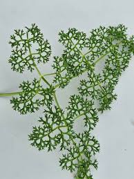 Image result for Physotrichia