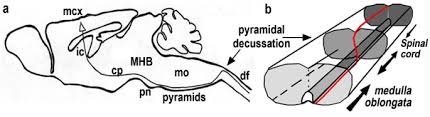 Maybe you would like to learn more about one of these? Semaphorin 6a Controls Guidance Of Corticospinal Tract Axons At Multiple Choice Points Neural Development Full Text