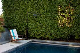 Carolina cherry laurel can reach 35 to 40 feet with multiple trunks. Cherry Laurel Hedge Houzz
