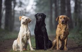 Mam which i own and can be seen is american bulldog x staffy dad is american bulldog. Best Labrador Colour Does Coat Make A Difference The Field