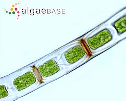 Image result for Microchloa altera