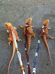Pet reptiles are excellent companions and include a colorful array of species varying in shape, size and care needs. Types Of Lizards At Petco Online