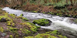 Gale definition, a very strong wind. Gales Creek Trail Outdoor Project