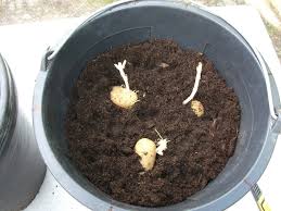 They don't require much energy on the part of the grower or the planet, and in the end, there will be a nice pot of soup (or several) to eat. Growing Potatoes In Buckets 4 Steps With Pictures Instructables