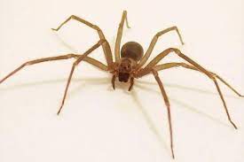 La araña violinista o del rincon es otro nombre común de la araña reclusa parda. Peligrosas Unicamente Dos Aranas Caseras Gaceta Unam
