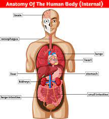 While pregnant, a woman will go through several internal signs before the . Body Part Name In Hindi English à¤¸à¤° à¤° à¤• à¤… à¤— à¤• à¤¨ à¤® Name Of Body Part