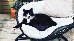 The missing pet problem is an epidemic and your pet's microchip will simply not work unless it's scanned and registered in a database that is actively searched. Petlog Misplaces Pet Owners Details In Database Cock Up Bbc News