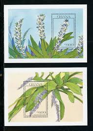 Image result for Bolusiella