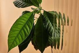 Avocado Tea 7 Health Benefits Of The Avocado Leaf In 2020 Avocado Leaves Health Benefits Avocado Health Benefits