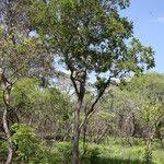 Image result for Anisophyllea boehmii