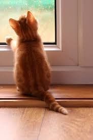 Et Ben On Est Mieux A La Maison Bien Que Ces Gouttes Qui Glissent Sous Mon Nez Me Cherche Des Puces Photographie De Chat Bebe Chat Petit Felin