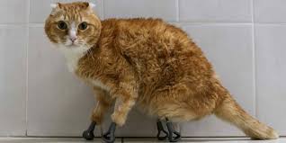 Sedangkan kucing persia peaknose memiliki kaki yang pendek, biasanya tidak terlalu lincah dalam. 4 Jenis Kucing Persia Kenali Ciri Khasnya Masing Masing Merdeka Com