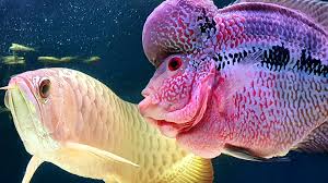 Seorang pria penasaran bagaimana jika ikan louhan digoreng. Flowerhorn Ikan Hybrid Manja Cantik Berbunga Bentuk Kepala Unik Mudah Dipelihara Orangmuo My