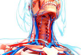 The cervical plexus innervates the longus capitis, and the ventral primary rami of the spinal nerves c1 to c4 and receive arterial flow from the deep cervical artery. Internal Jugular Vein Anatomy Function And Significance