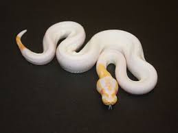Albino Black Pastel Pied Morph List World Of Ball Pythons Ball Python Albino Snake