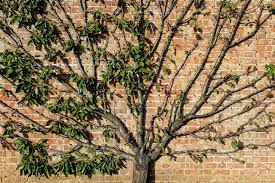 It is developed by first training the tree to the leader. Pruning Apple Other Fruit Trees Primrose Blog