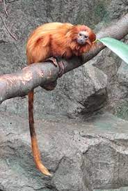 There will be no changes to other yahoo properties or services, or your yahoo account. Golden Lion Tamarin Wikipedia