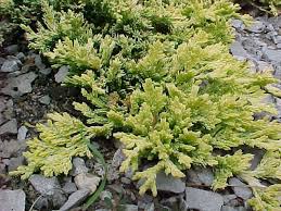 Have you ever used companion planting in your garden? Best Conifers Evergreens For St Louis Gardens