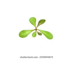 Image result for Hypertelis cerviana