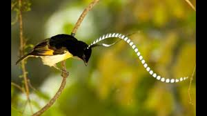 They tend to be few in number, elusive and difficult and expensive to find. The Quest To Film And Photograph Every Species Of Bird Of Paradise All About Birds All About Birds