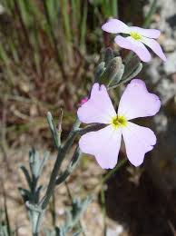 Image result for Malcolmia maritima