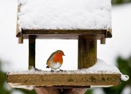 Now all you have to do is sit back and wait. Attracting Robins Finches Singing Birds To Your Garden Petworld