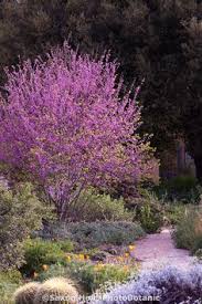 Orchid displays ferns, trees, and flowers of all kinds and shapes. 19 Best Drought Tolerant Trees Ideas Drought Tolerant Trees Plants Trees To Plant