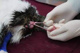erkek kedi kisirlastirma operasyonu castration kedi blog